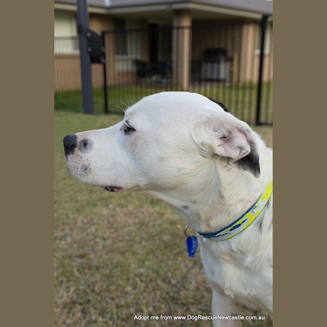 Photo of Zooki (Payment In Progress 14/11/14)