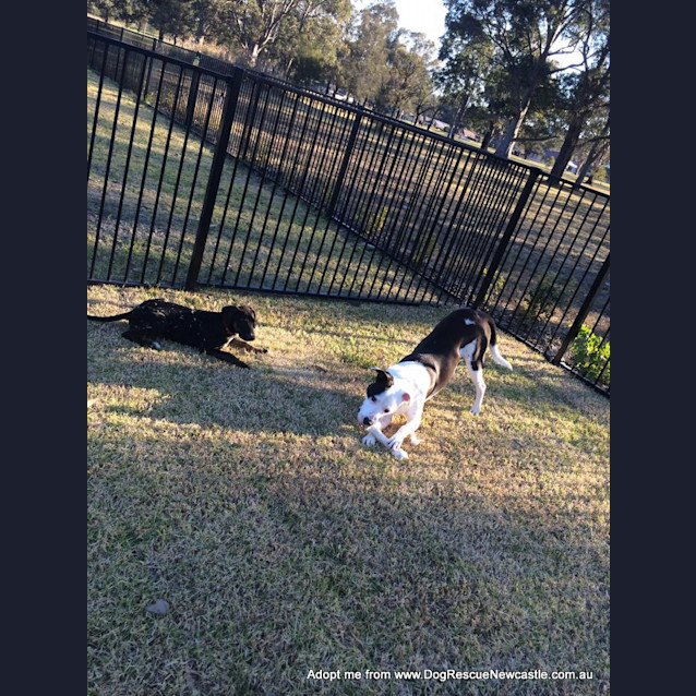 Photo of Zooki (Payment In Progress 14/11/14)