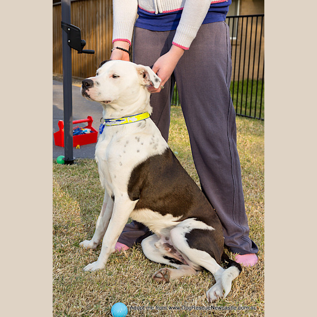 Photo of Zooki (Payment In Progress 14/11/14)