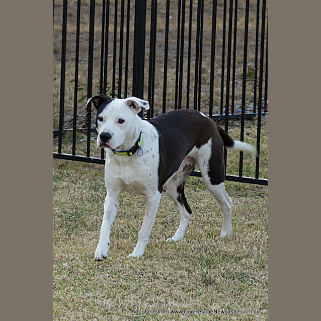 Photo of Zooki (Payment In Progress 14/11/14)