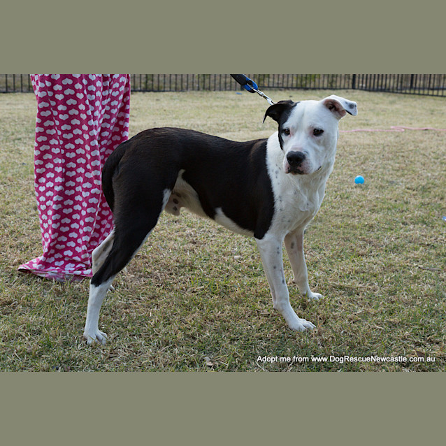 Photo of Zooki (Payment In Progress 14/11/14)