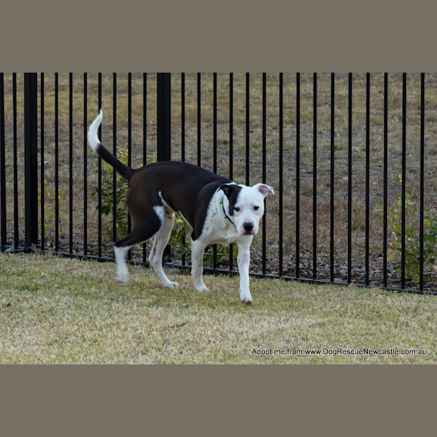 Photo of Zooki (Payment In Progress 14/11/14)