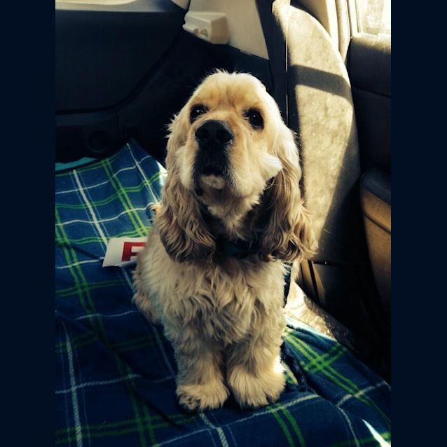 Photo of Buddy 