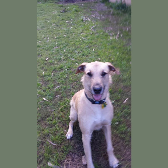 Photo of Dozer
