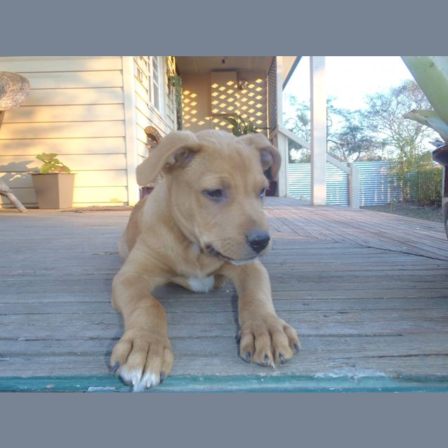 Photo of Elroy (Adoption Pending)