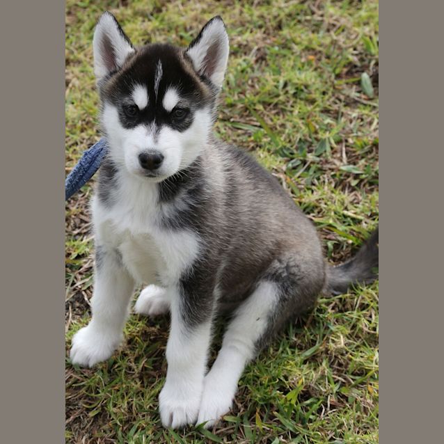 Photo of Tumba
