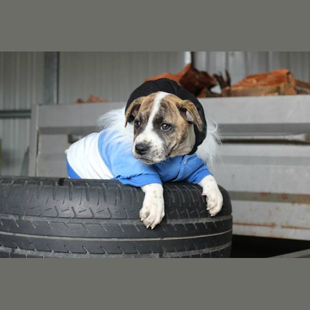 Photo of Lara Croft! 9 Week Old Female Puppy