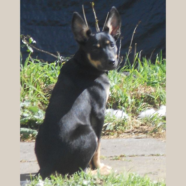 Photo of Ace  (Kelpie X)