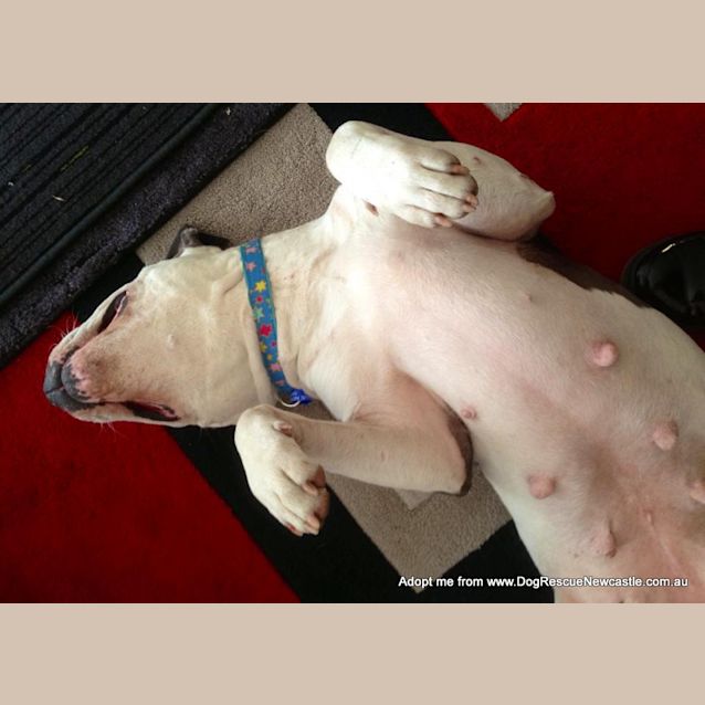 Photo of Daisy (On Trial 6/12/14)~ Purebred American Staffy