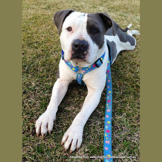 Photo of Daisy (On Trial 6/12/14)~ Purebred American Staffy