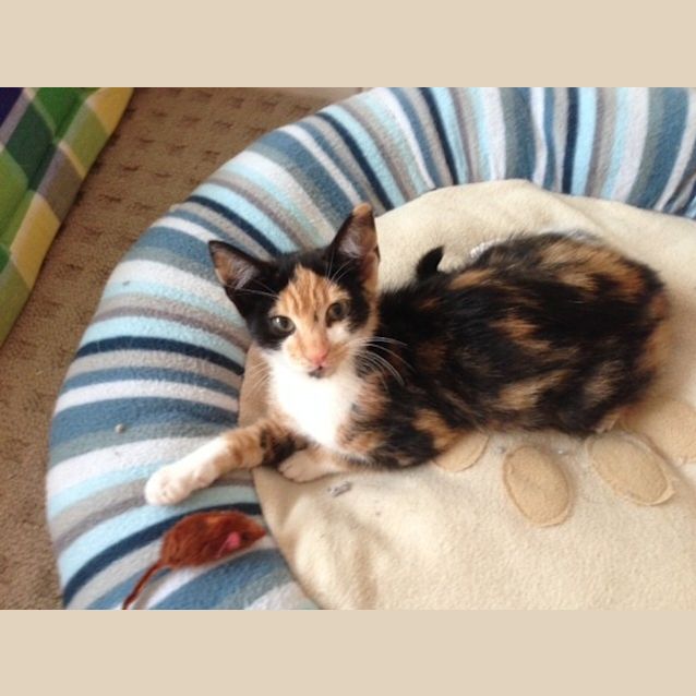 Photo of Tiddles