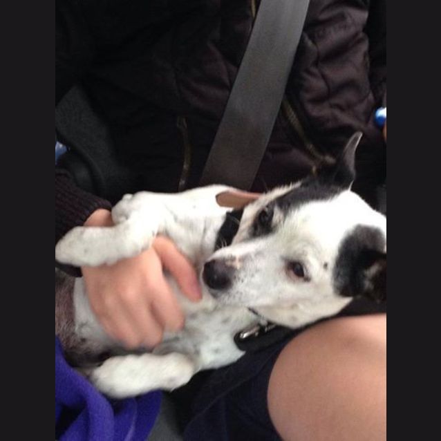 Photo of Dobbie