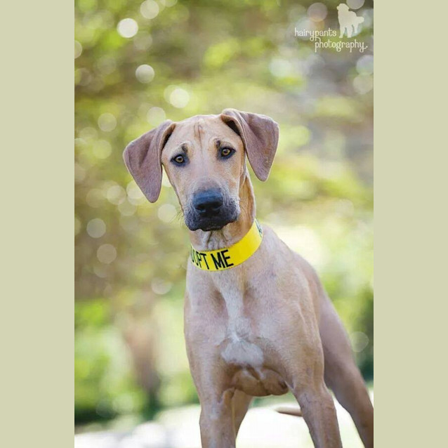 Photo of Lennox