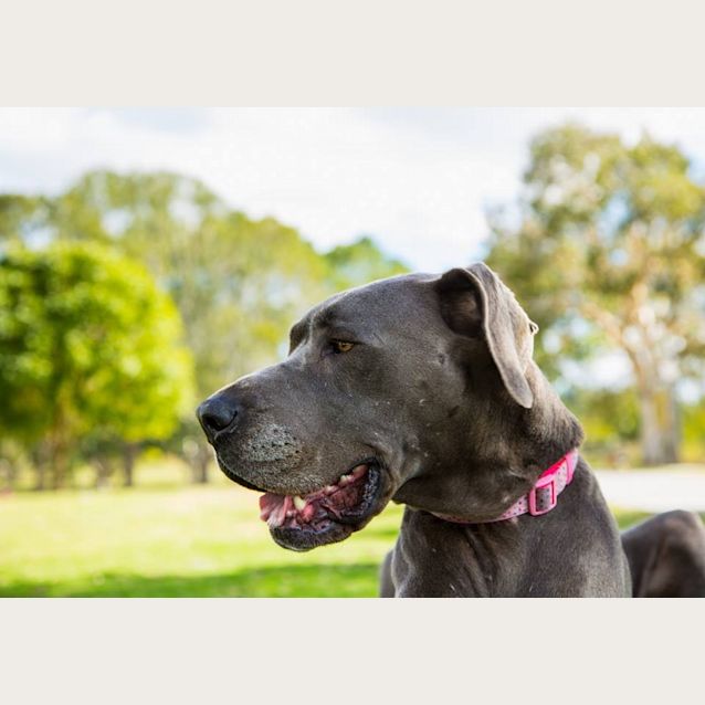Photo of Sadie