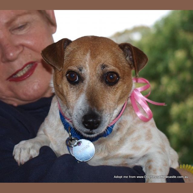 Photo of Jessie The Jack Russell (On Trial 15/9/14)