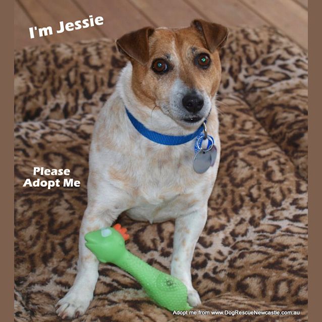 Photo of Jessie The Jack Russell (On Trial 15/9/14)