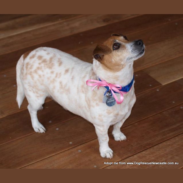 Photo of Jessie The Jack Russell (On Trial 15/9/14)