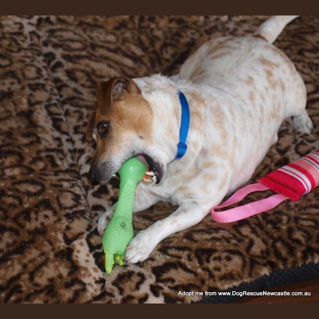 Photo of Jessie The Jack Russell (On Trial 15/9/14)