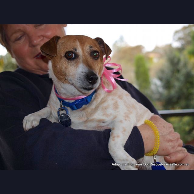 Photo of Jessie The Jack Russell (On Trial 15/9/14)