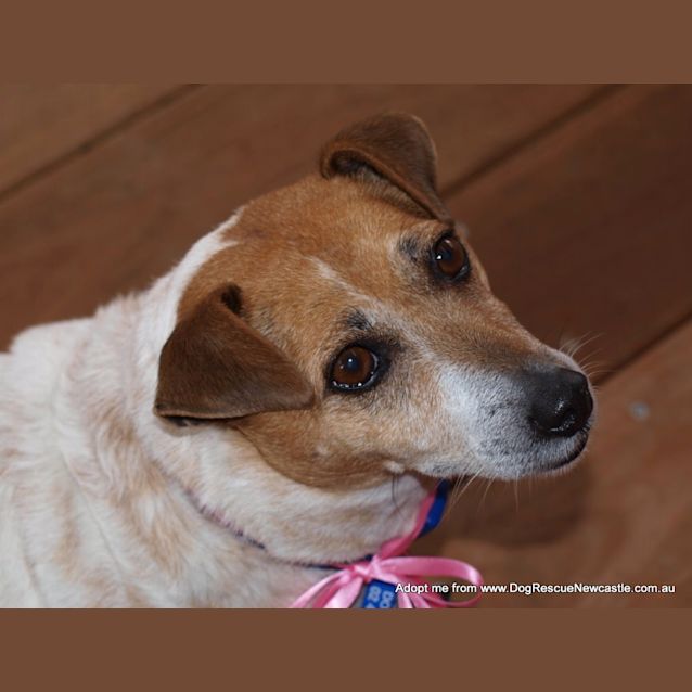 Photo of Jessie The Jack Russell (On Trial 15/9/14)