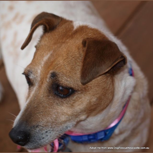 Photo of Jessie The Jack Russell (On Trial 15/9/14)