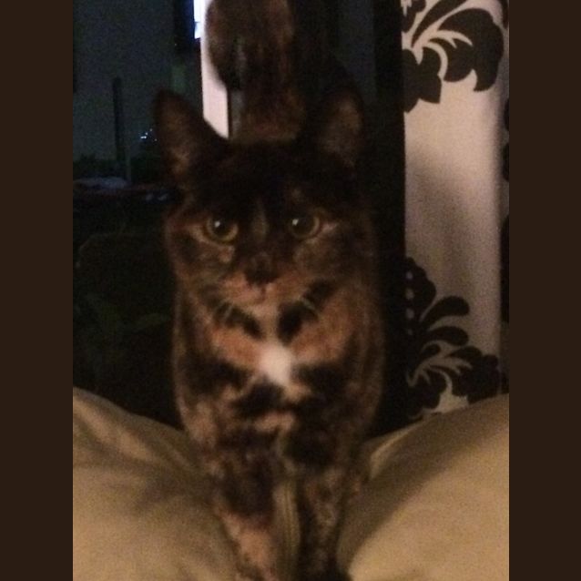 Photo of Maggie (The Pet House, Erina)