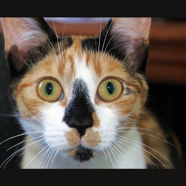 Photo of Jellybean   Kitten Kapers Rescue