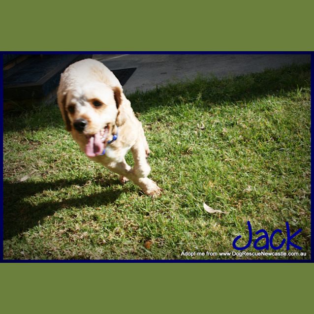 Photo of Jack The Cavoodle (On Trial 17/9/14)