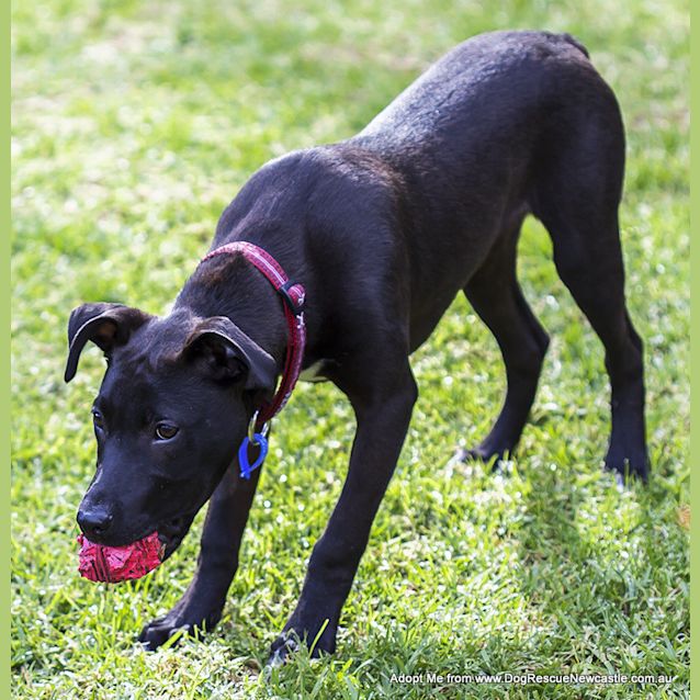 Photo of Buddha (On Trial 21/9/14) ~ Kelpie X Staffy