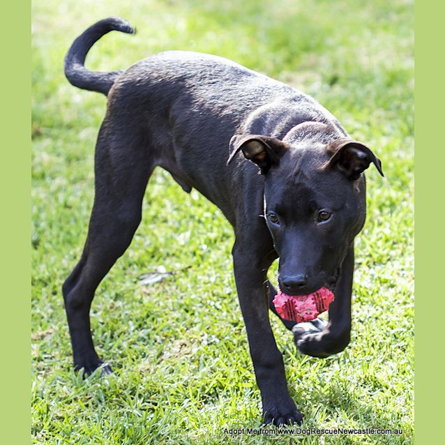 Photo of Buddha (On Trial 21/9/14) ~ Kelpie X Staffy