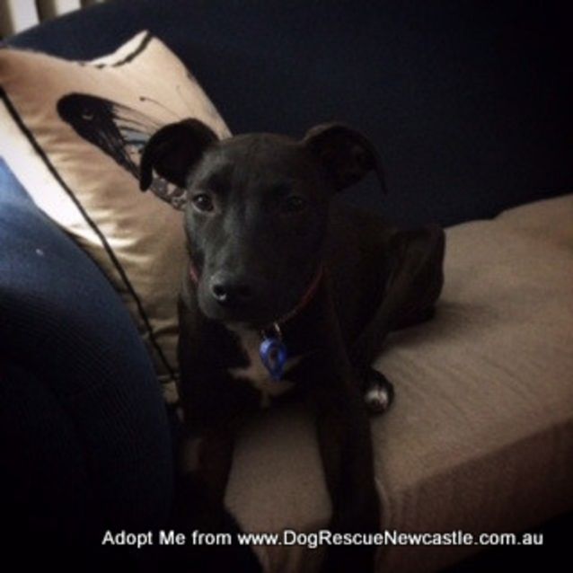 Photo of Buddha (On Trial 21/9/14) ~ Kelpie X Staffy