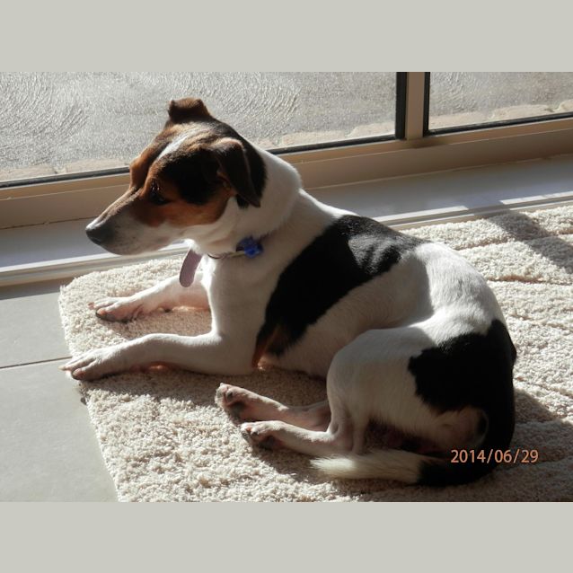 Photo of Sammy, Mini Foxy (On Trial 20/9/14)