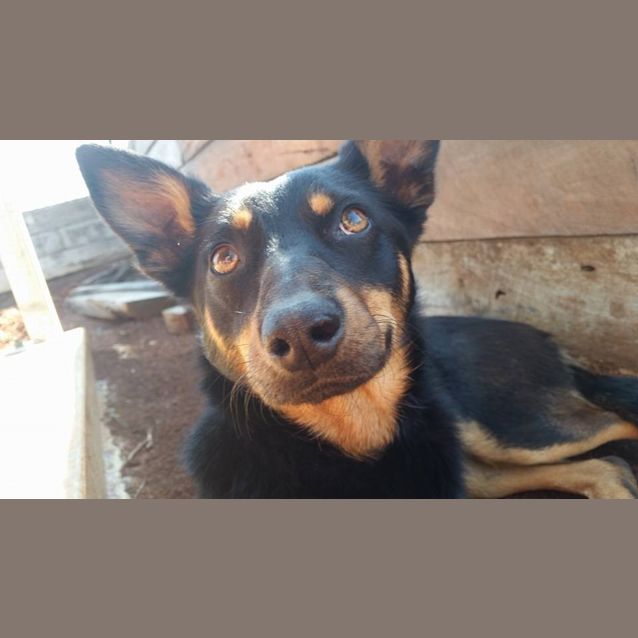 Photo of Gracie