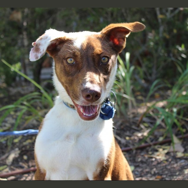 Photo of Snickers
