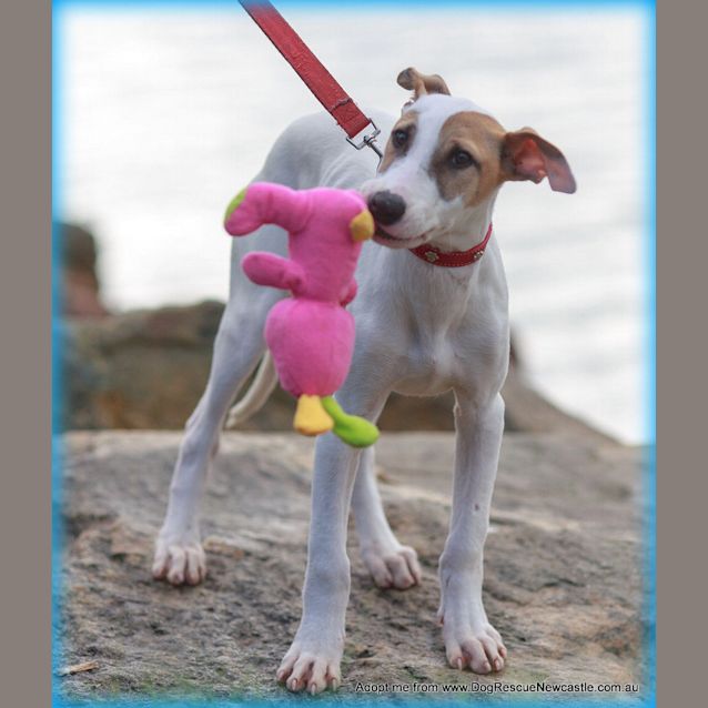 Photo of Chester (On Trial 13/9/14)~ Cat And Dog Friendly