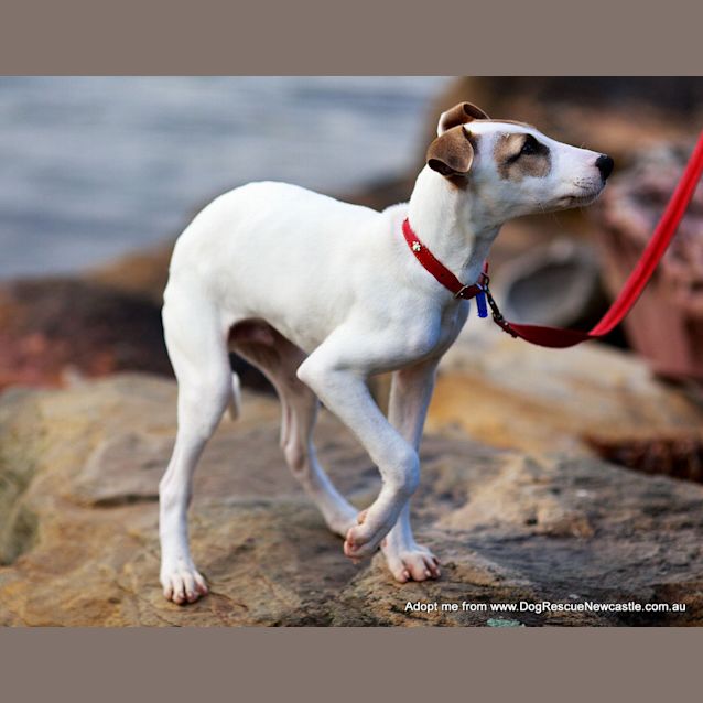 Photo of Chester (On Trial 13/9/14)~ Cat And Dog Friendly