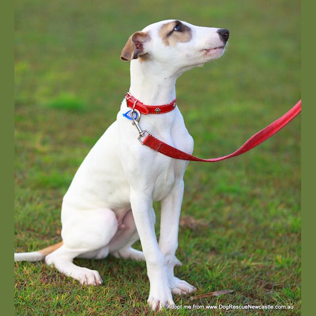 Photo of Chester (On Trial 13/9/14)~ Cat And Dog Friendly