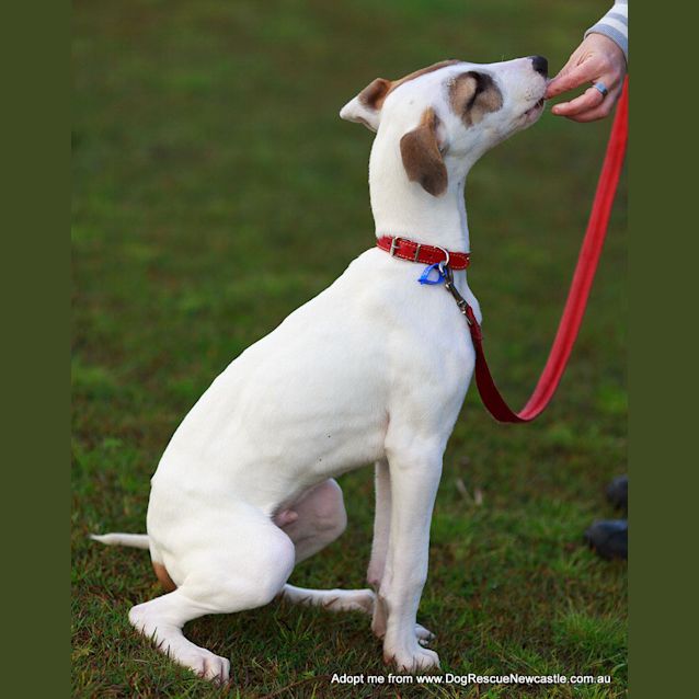 Photo of Chester (On Trial 13/9/14)~ Cat And Dog Friendly