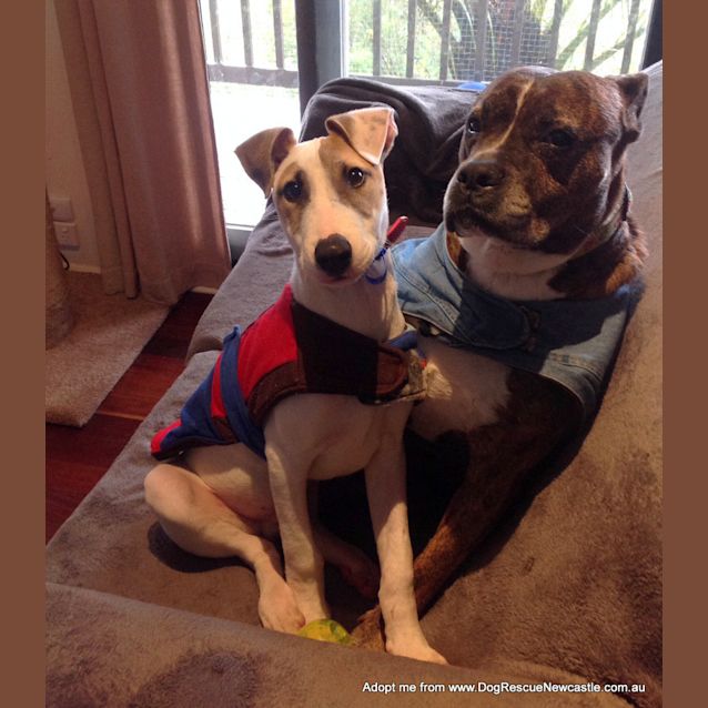 Photo of Chester (On Trial 13/9/14)~ Cat And Dog Friendly