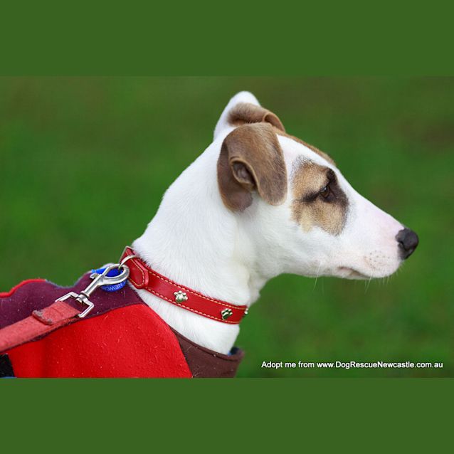 Photo of Chester (On Trial 13/9/14)~ Cat And Dog Friendly