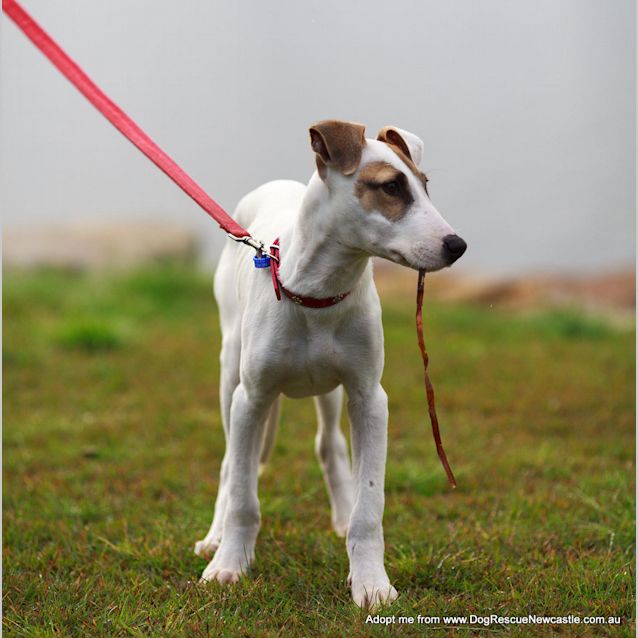 Photo of Chester (On Trial 13/9/14)~ Cat And Dog Friendly