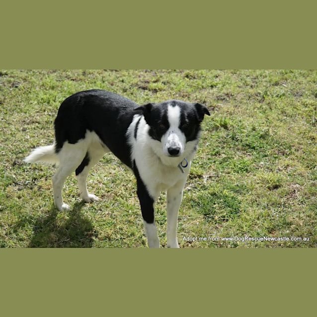 Photo of Charlie The Border Collie (On Trial 15/9/14)