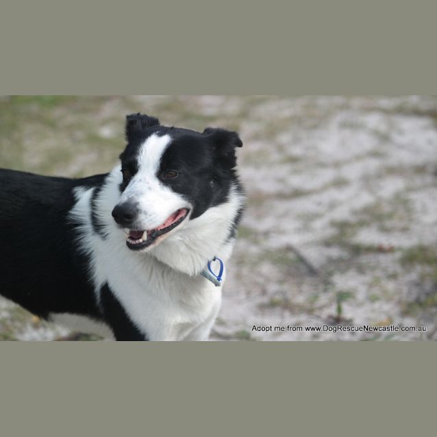 Photo of Charlie The Border Collie (On Trial 15/9/14)