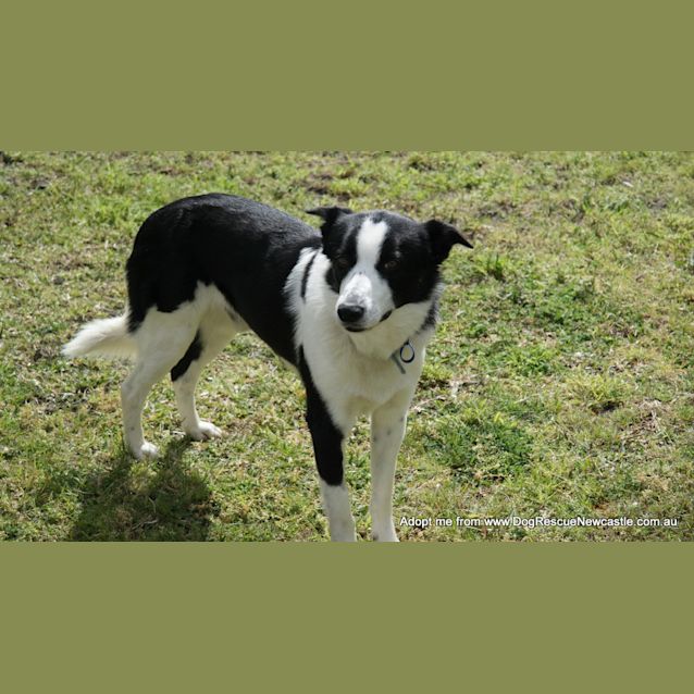 Photo of Charlie The Border Collie (On Trial 15/9/14)
