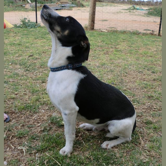 Photo of Yogi *On Trial In His New Home*