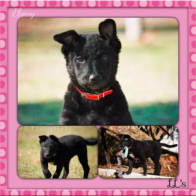 Photo of Ebony 