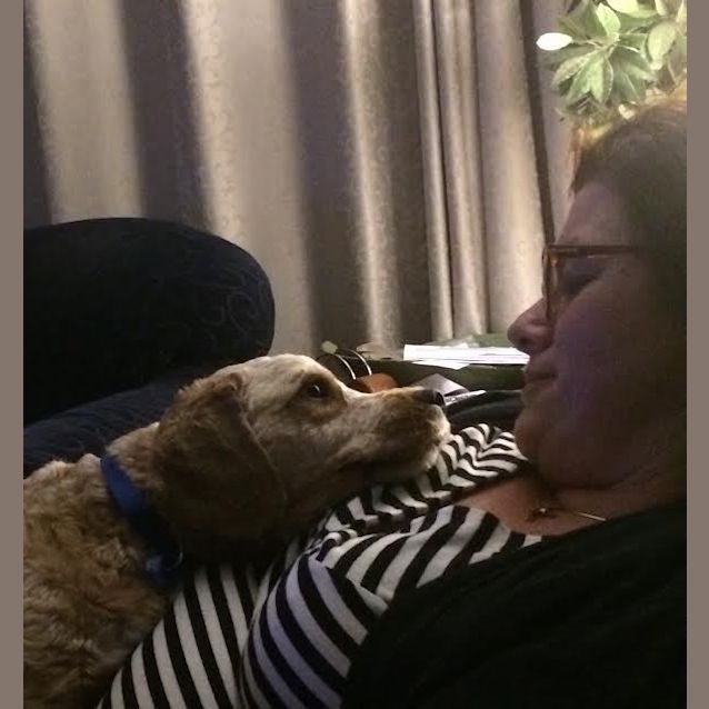 Photo of Jack The Cavoodle (On Trial 17/9/14)