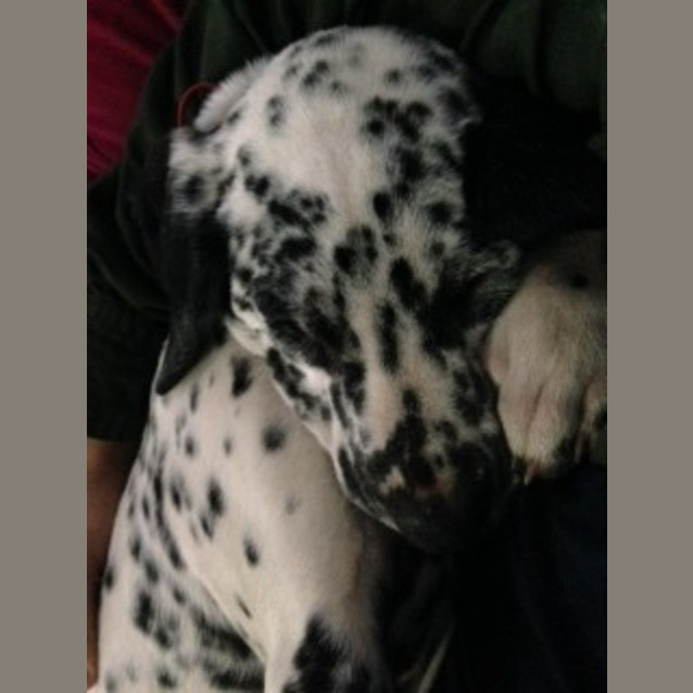 Photo of Hugo