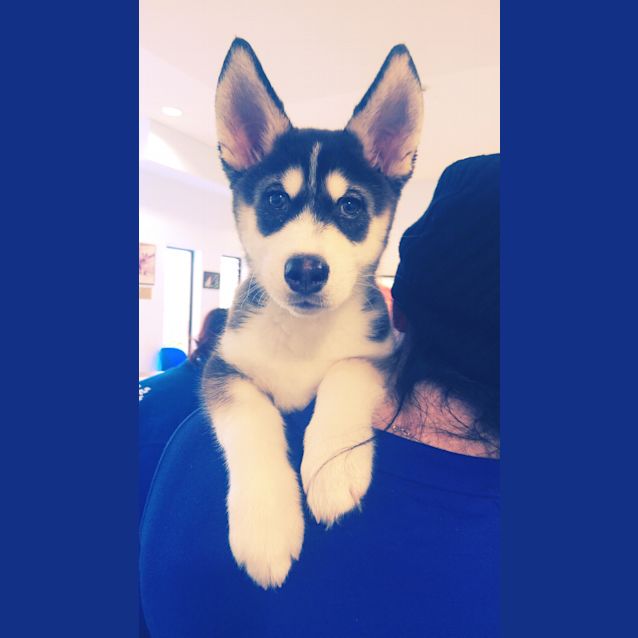 Photo of Mako