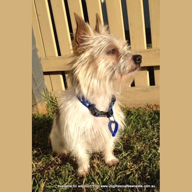 Photo of Ricky ~ Silky Terrier (No Longer Availablel)